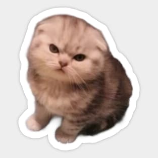 Angry Cat Sticker